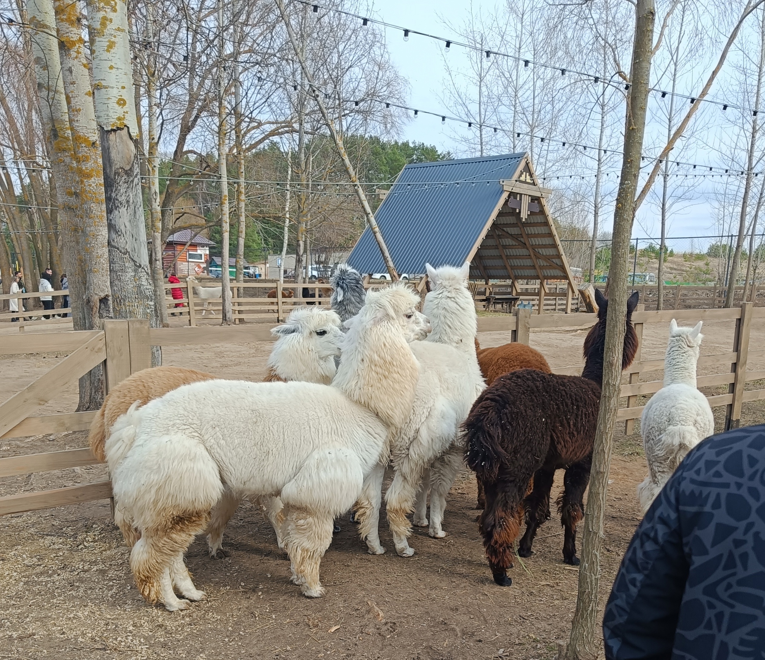 В гости к Альпакам.