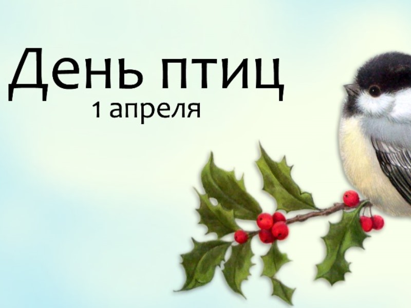 День птиц.