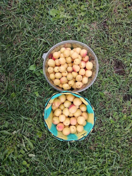 Лето - время урожая.